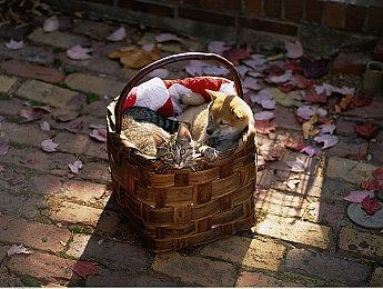 《魔眼凝望EXTRA》Steam正式发售 数字特别版延期